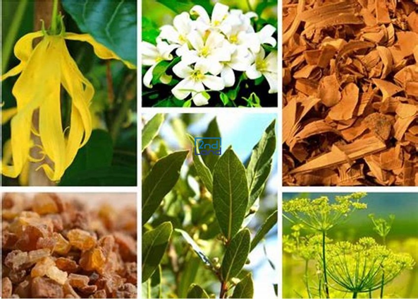 Các nhóm hương nước hoa phổ biến 6