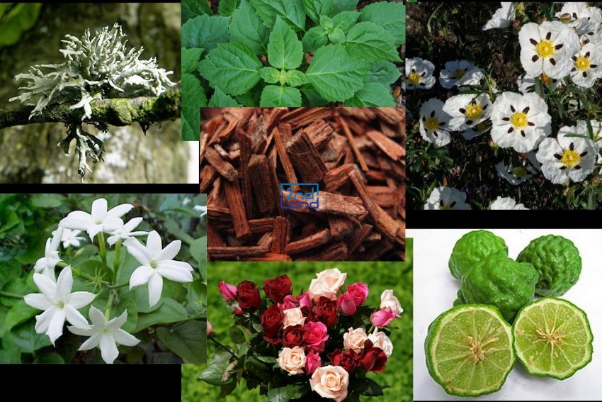 Các nhóm hương nước hoa phổ biến 4