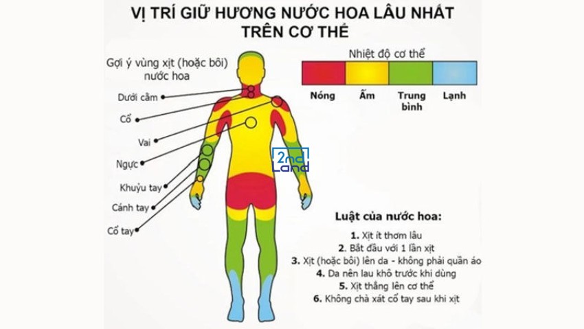 Nên xịt nước hoa vào đâu? 2